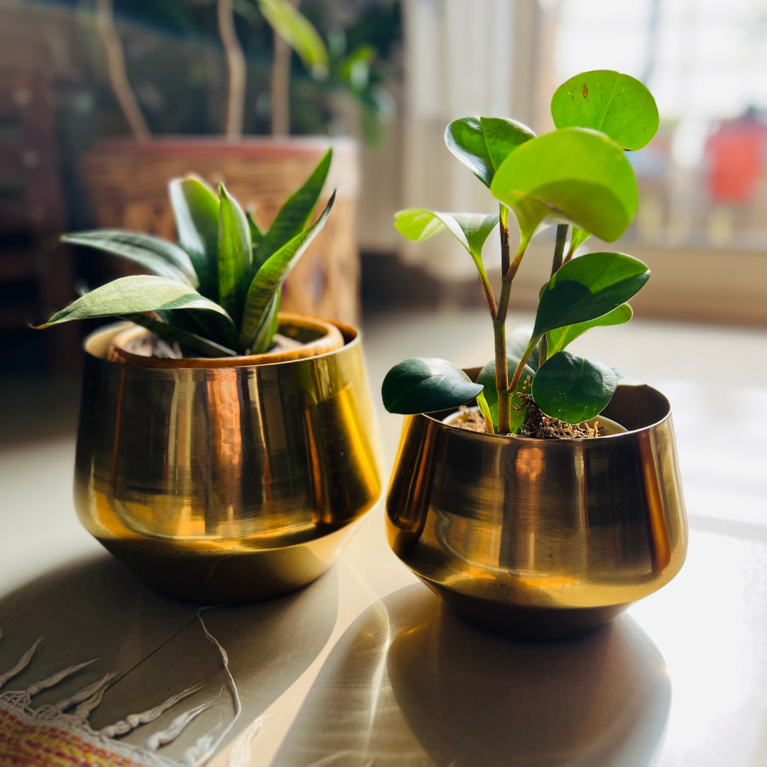 Bello Metal Planters Golden Gloss