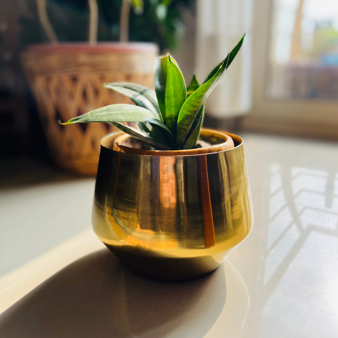 Bello Metal Planters Golden Gloss