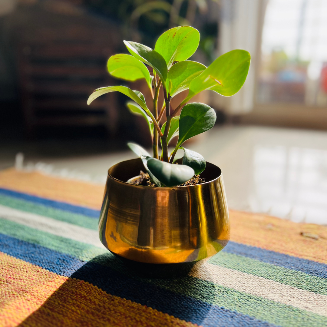 Bello Metal Planters Golden Gloss