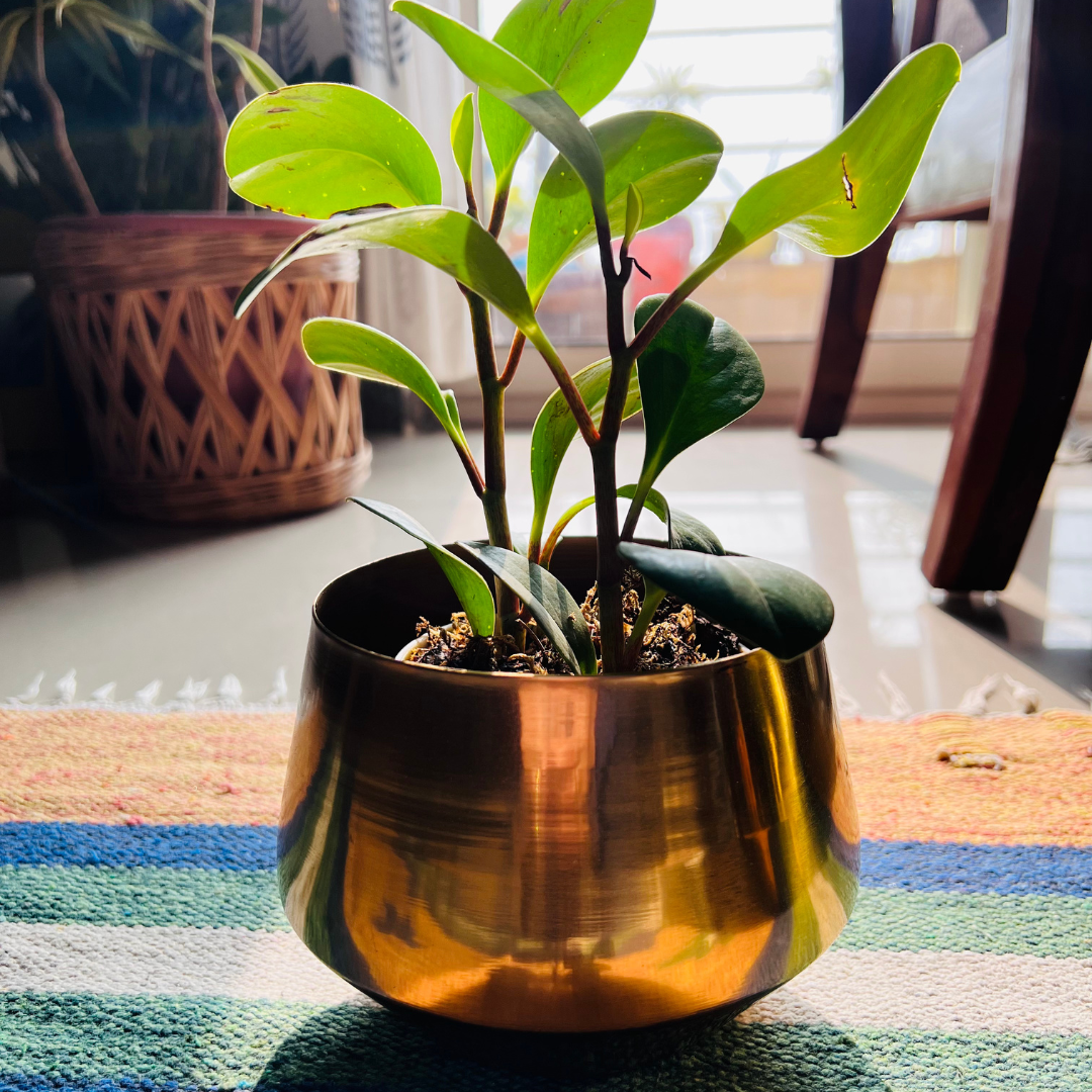 Bello Metal Planters Golden Gloss