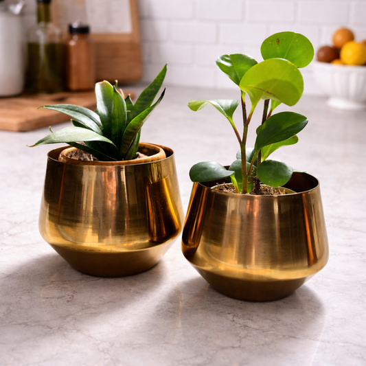 Bello Metal Planters Golden Gloss